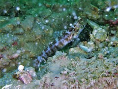Cryptocentrus sericus