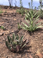 Phacelia phacelioides