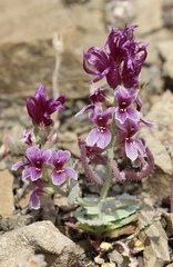 Streptanthus callistus