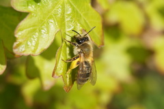 Andrena