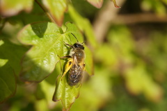 Andrena