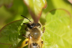 Andrena