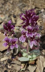 Streptanthus callistus