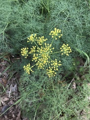 Lomatium klickitatense