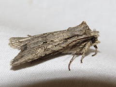 Lithophane disposita