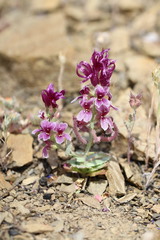 Streptanthus callistus