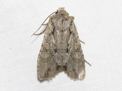 Lithophane disposita