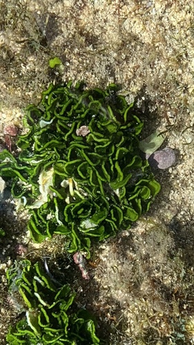 Halimeda discoidea