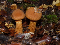 Cortinarius castoreus