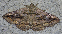 Zaleops umbrina