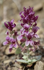 Streptanthus callistus