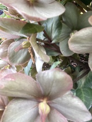 Helleborus