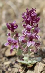 Streptanthus callistus