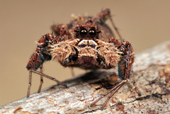 Portia schultzi