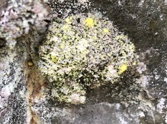 Chaenotheca furfuracea