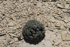 Eriogonum havardii