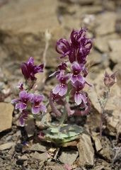 Streptanthus callistus