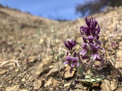 Streptanthus callistus