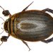 Predaceous Diving Beetles - Photo (c) Udo Schmidt, some rights reserved (CC BY-NC-SA)