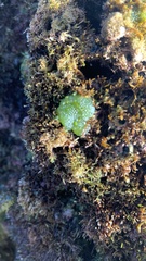 Dictyosphaeria versluysii