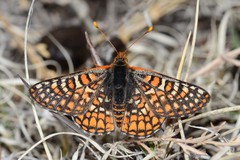 Euphydryas anicia hermosa