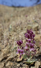 Streptanthus callistus