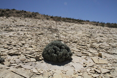 Eriogonum havardii
