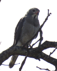 Kaupifalco monogrammicus