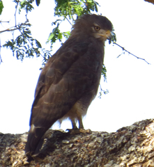 Circaetus cinerascens