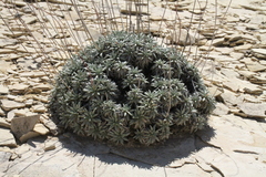 Eriogonum havardii