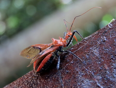 Gminatus wallengreni