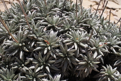 Eriogonum havardii