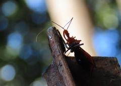 Gminatus wallengreni