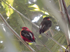 Machaeropterus deliciosus