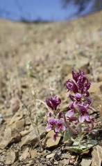 Streptanthus callistus