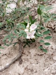 Lathyrus lanszwertii