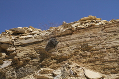 Eriogonum havardii