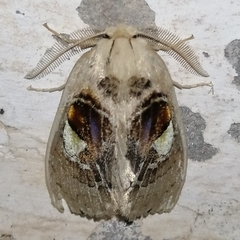 Arrhenophanes perspicilla