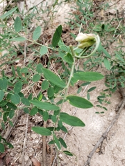 Lathyrus lanszwertii