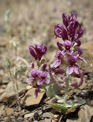 Streptanthus callistus