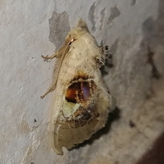Arrhenophanes perspicilla