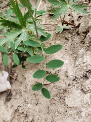 Lathyrus lanszwertii