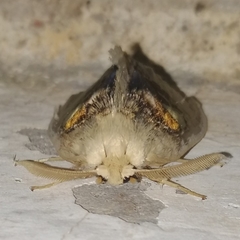 Arrhenophanes perspicilla