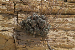 Eriogonum havardii