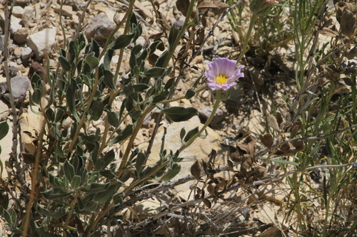 Big Bend woodyaster (Xylorhiza wrightii)