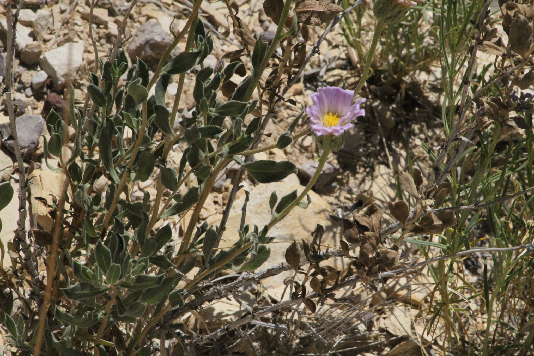 Xylorhiza wrightii