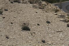 Eriogonum havardii