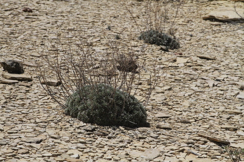 Image of Eriogonum havardii by (c) Reid Hardin, some rights reserved (CC BY)