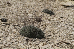 Eriogonum havardii