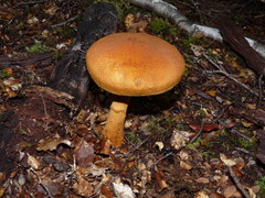 Cortinarius castoreus